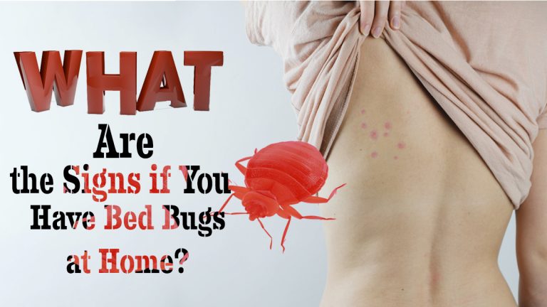 What are the Signs if You Have Bed Bugs at Home